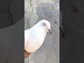 aman bhai ka shok💥💀 #shorts #pigeon #kabootar #kabootarbazi
