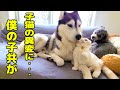 子猫の異変に秒で気づき駆けつけたハスキー犬だったが...