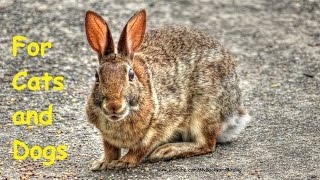 Video For Cats and Dogs  Cottontail Rabbits
