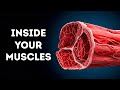 A Journey Through Your Muscles