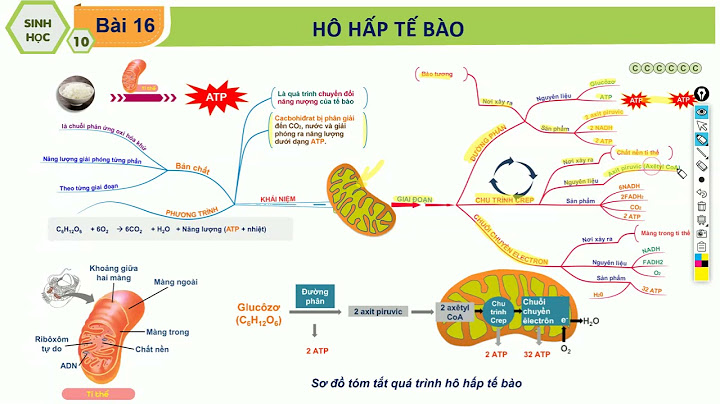 Hô hấp tế bào là gì các giai đoạn năm 2024