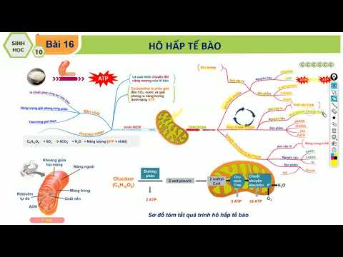 Video: Quá trình hô hấp tế bào bị tiêu giảm là gì?