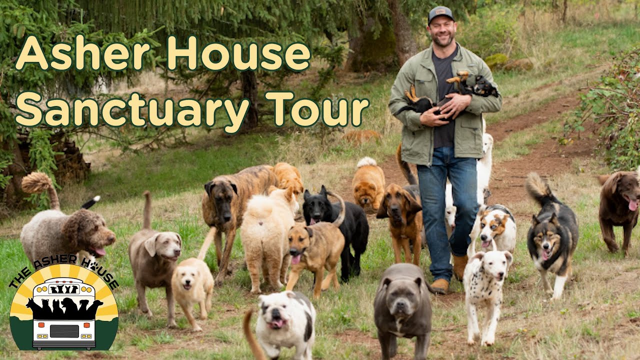 Full Asher House Tour! A behind the scenes look at the sanctuary The
