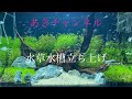 『熱帯魚水槽』水草水槽立ち上げから3ヶ月