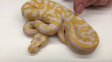 2017 Ball Python Holiday Sale!
