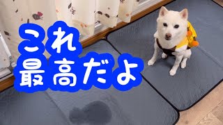 【犬の尿もれ対策】完全防水マットを敷いてみたら、なんとまーwww