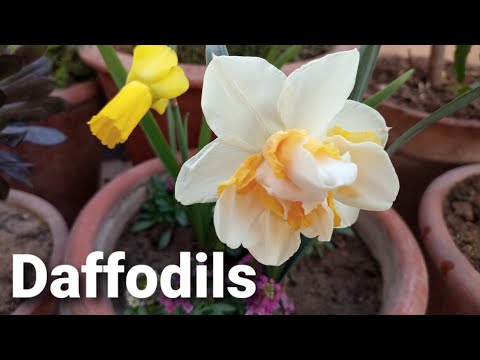 Video: Pagpipilit Ng Mga Daffodil Sa Oktubre