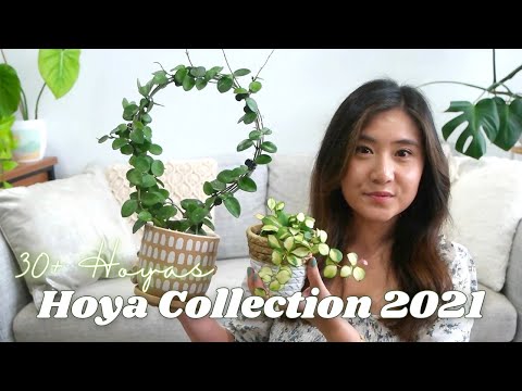 Video: Hoya Kerry (30 Bilder): Omsorg For En Blomst Hjemme. Beskrivelse Av 