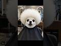 doggy hairstyle #viralvideo #viral #trending