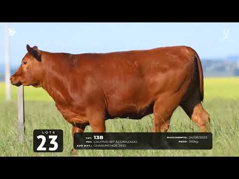 Lote 23   TAT 138 F Red Brangus