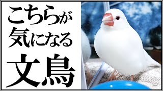 こちらが気になる文鳥