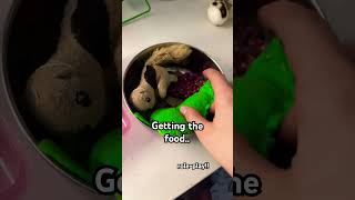 Finally Made A Video With Nala