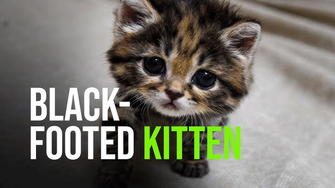 This baby Black Footed cat only gets to be 4lbs as an adult! How freaking  cute : r/cats