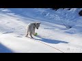 Nanuq kommt nach Vingelen