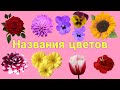Цветы. Названия цветов на русском языке.