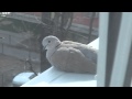 1 Minute Videos: Just a dove