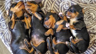 DACHSHUND PUPPIES LEARNING TO WALK