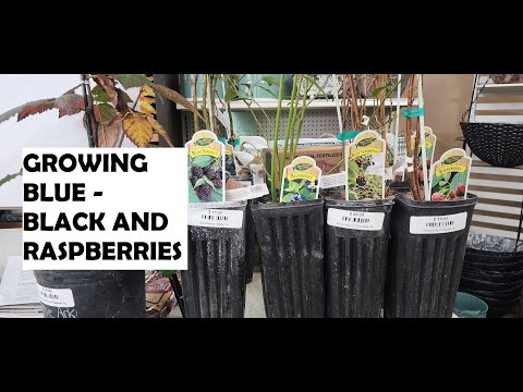 Video: Yellow Raspberry Varieties - Lær om stell av gule bringebærplanter