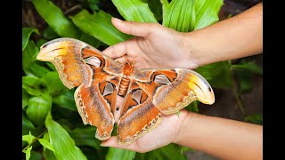 Moths that are cute (and some that aren't)