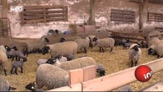 Eleveur : la guerre de l'agneau