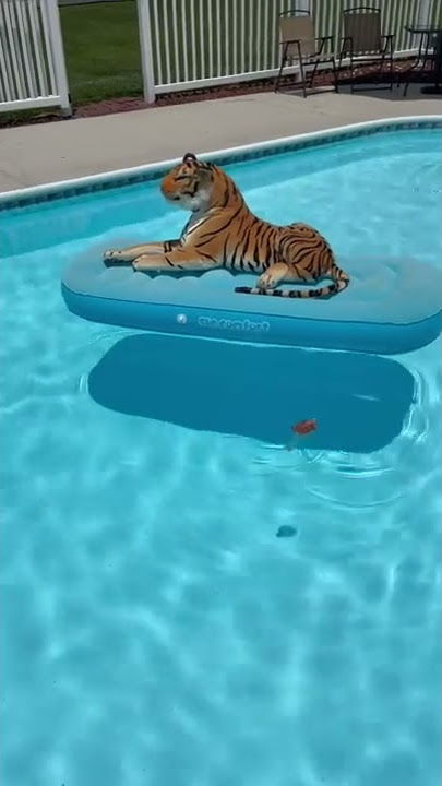 Eye of the Tiger Swim!
