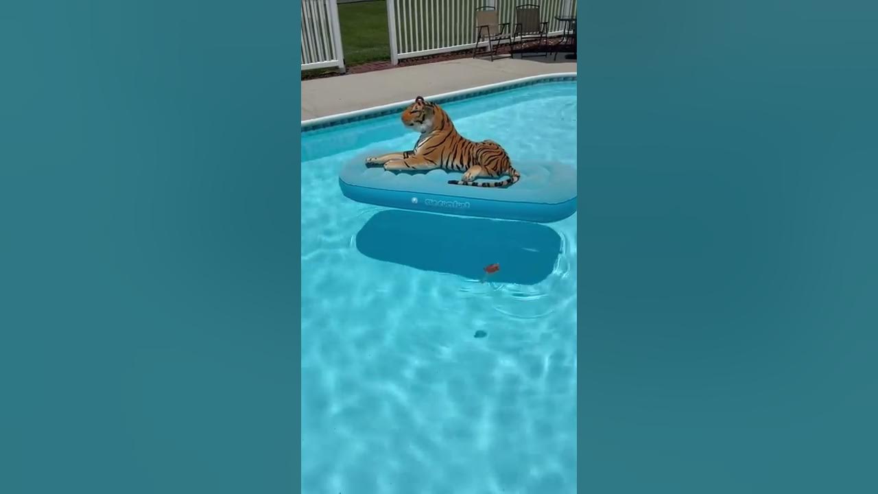 Eye of the Tiger Swim!