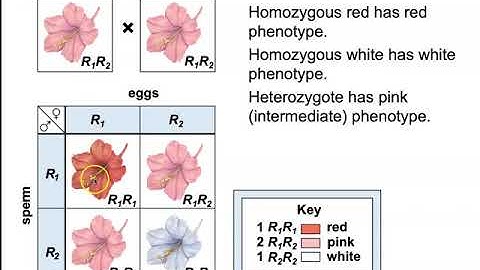 11.4 Beyond Mendelian Inheritance