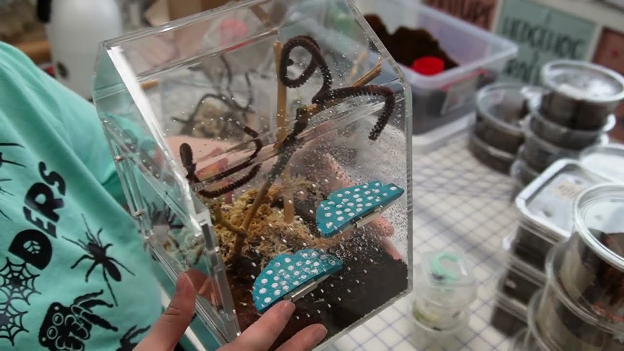 Show Me Reptiles Show 7.21.24 - Unpacking / Rehousing Part 1!