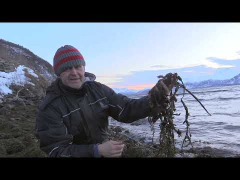 Video: Hva er det særegne ved Erismans skråstilte skrivebord