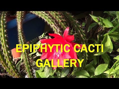 द प्लांट ट्रैवलर: एपिफाइटिक कैक्टि #Epiphyllum #aporocactus #zigzag