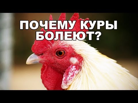 Почему куры болеют и умирают зимой и летом? Что нужно знать!