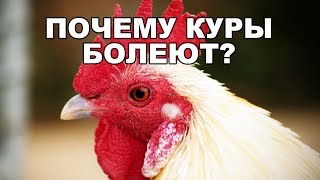 Почему куры болеют и умирают зимой и летом? Что нужно знать!