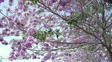 Độc đáo con đường hoa kèn hồng ở Sóc Trăng