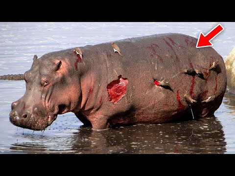 აი როგორი რთული ცხოვრება აქვს ბეჰემოთს!