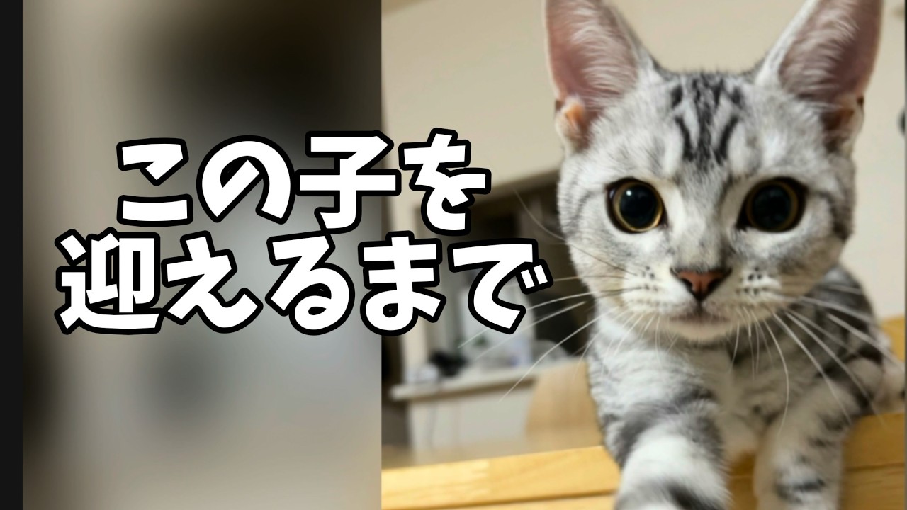 猫のジャックが家族になるまで