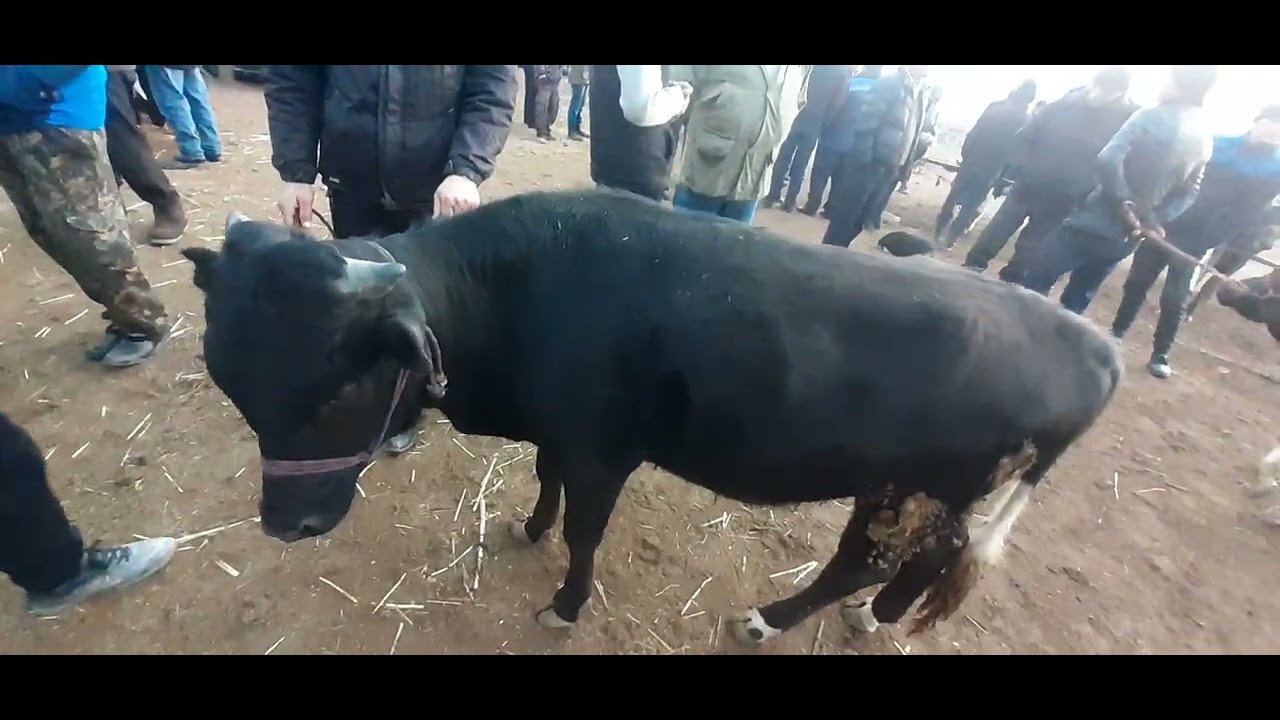 МОЛ БОЗОР АШТ ПАНЖШАНБЕ. 03.03.2022