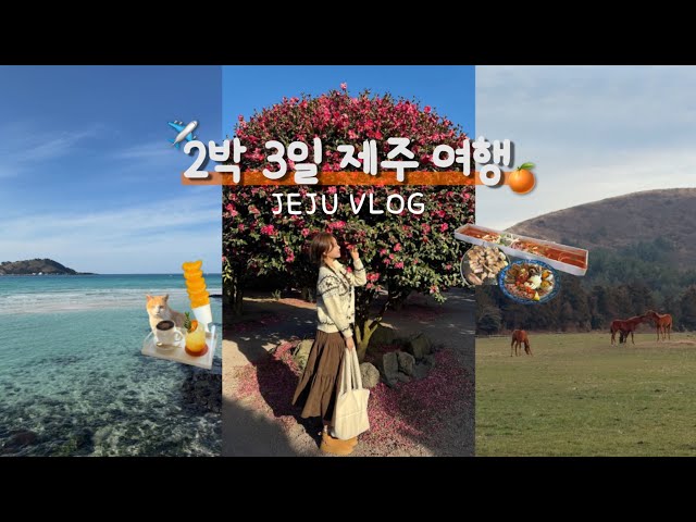 [vlog] 🍊2박 3일 제주여행 브이로그🧡ㅣ겨울 제주 서쪽 여행인데 동쪽을 곁들인...💭ㅣ동백꽃 향기 가득한 제주에서 힐링 🌺