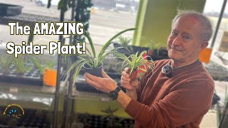 How To Take Care Of A Spider Plant - A Fun Plant That Makes Lots Of Baby "spiders"!