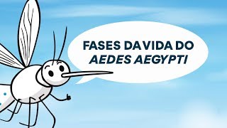 Ciclo de vida do mosquito Aedes aegypti