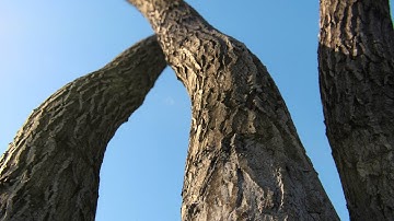 8k bark seamless texture test in lighting