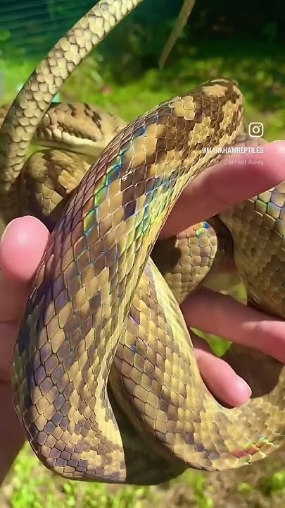 Southern Scrub Python - YouTube