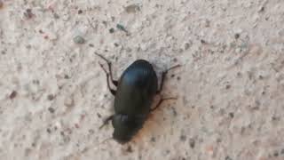 Хлебная Жужелица, Род Zabrus