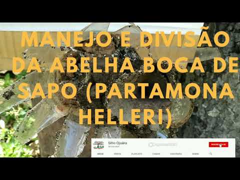 MANEJO E DIVISÃO DA ABELHA BOCA DE SAPO (PARTAMONA HELLERI)