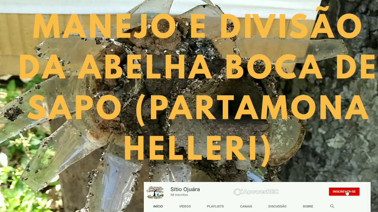 MANEJO E DIVISÃO DA ABELHA BOCA DE SAPO (PARTAMONA HELLERI)