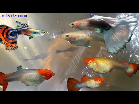 Cách Chọn Cá 7 Màu Làm Giống | Beautiful Guppy Fish tank | Guppy Fish Varieties | Cá 7 Màu Giống