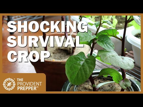 Super Survival Crop – Malabar Spinach (Indian, Vining, or Ceylon Spinach)