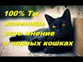 Черная кошка перешла дорогу - это зло? Большая Удача? 5 фактов эзотерика для тебя.