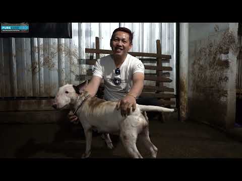 Video: Panduan Anda untuk L.A.D. Anak Anjing Bull Terrier