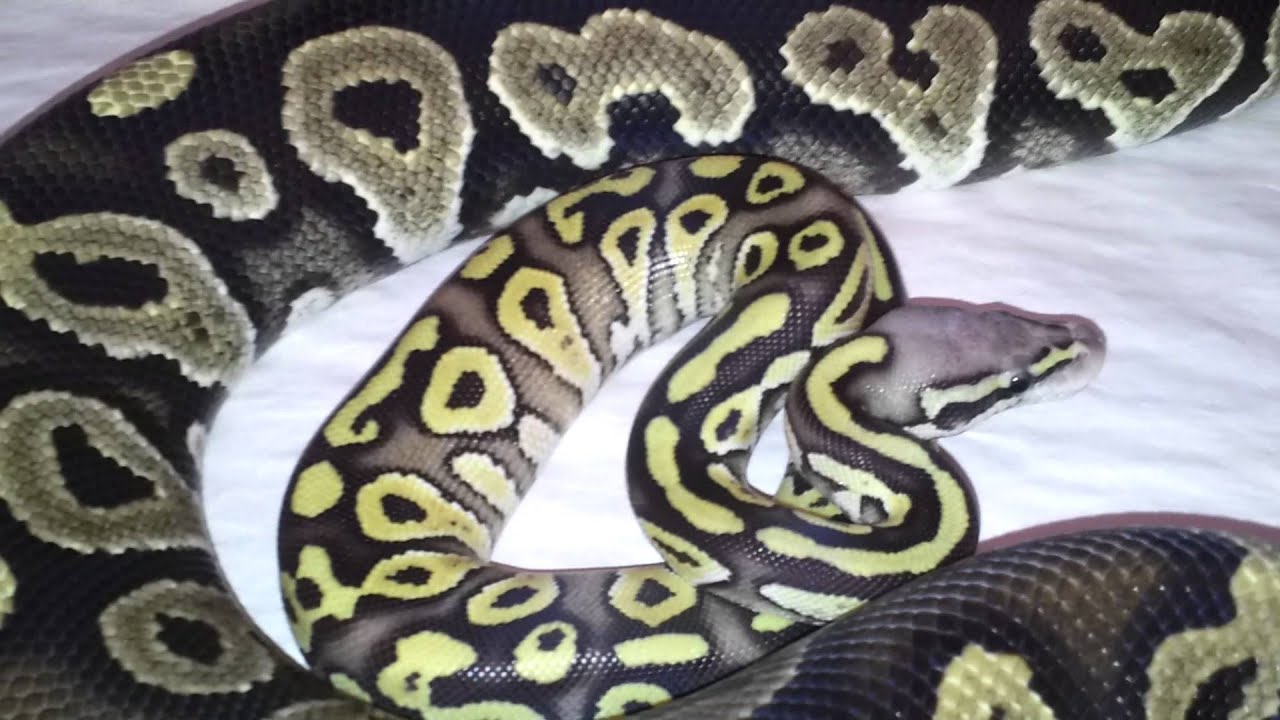 pythons for sale New Girl