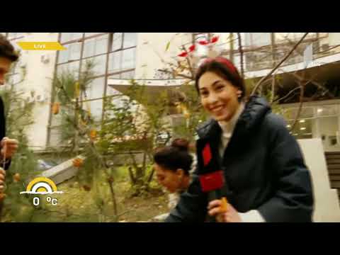 #ახალიდღის წამყვანებმა საზოგადოებრივი მაუწყებლის წინ ნაძვის ხეები უჩვეულო სათამაშოებით მორთეს